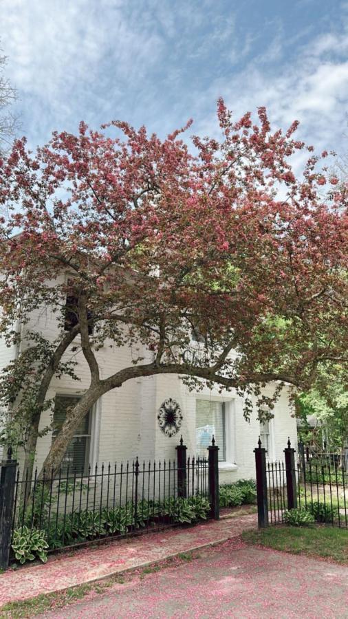 The Ginkgo Tree Bed & Breakfast Маунт Плезант Екстериор снимка